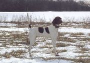 SHADOW'S FIDDLIN BELLE