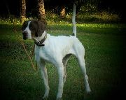 DISTINCTION'S ELHEW DIAMOND