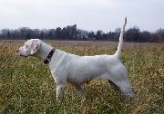 MILLER'S PRETTY GIRL 