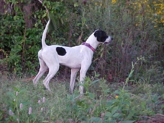 FIBBER'S SADIE MCGEE