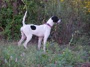FIBBER'S SADIE MCGEE
