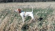 HARRIS ELHEW DIXIE