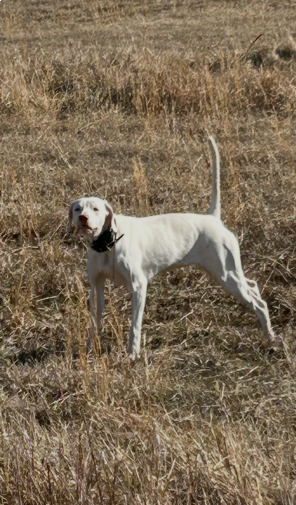 ERIN'S GREY TRACY