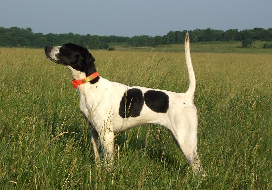 BLACKHAWK'S MISTY