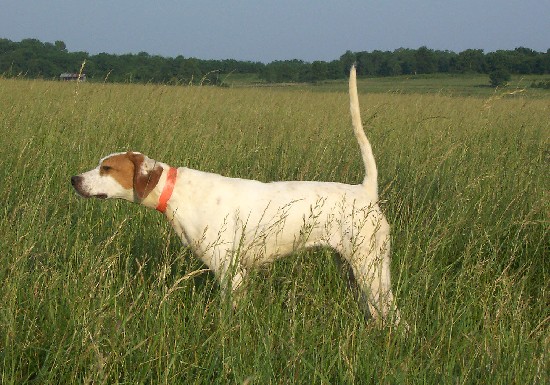 HARRIS HANNA RAIL