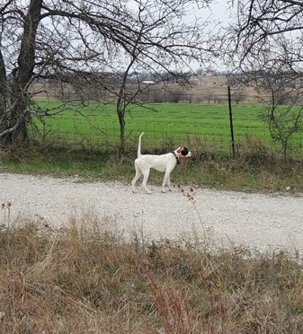 TEXAS CROSSWIND KATIE ELDER