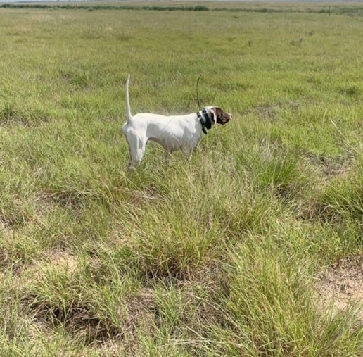 BUTCH