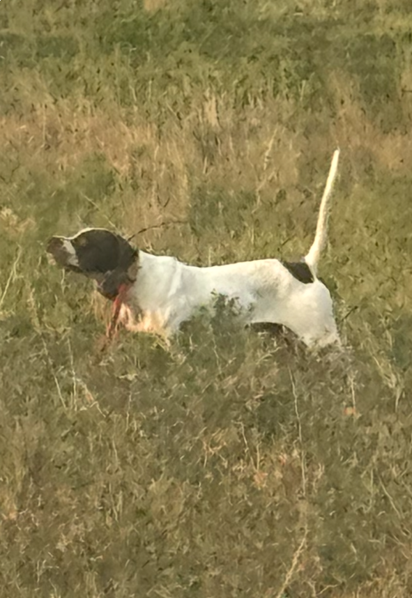 TEXAS CROSSWIND SCOTTY