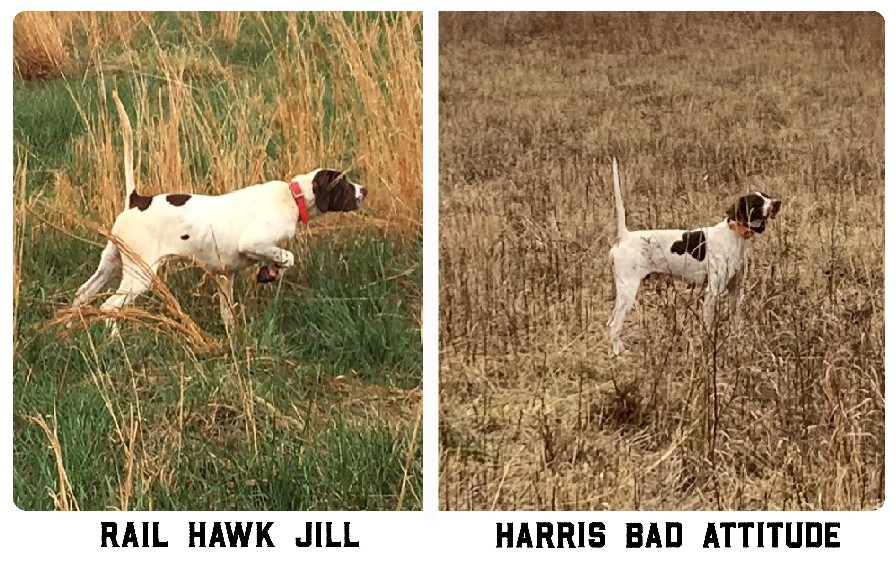 english pointer kennels